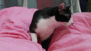 CAT PLAY - porn video